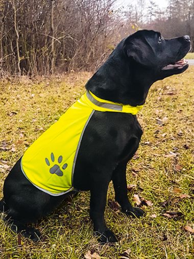 Stretchy Hi-Vis Safety Vest For Dogs Buenos Aires